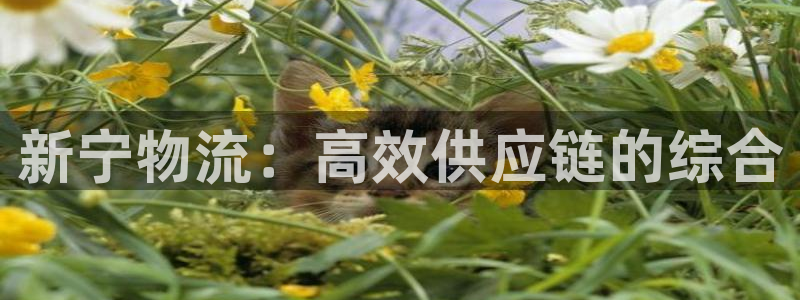 28圈怎么下载教程：新宁物流：高效供