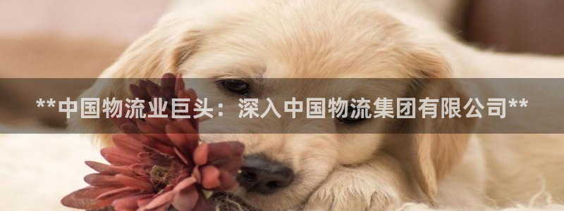 28圈官网版2024