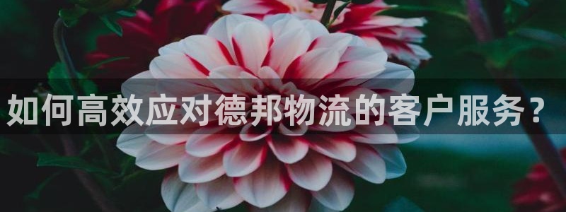 28圈游戏官网入口：如何高效应对德邦