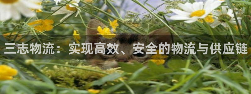 28圈平台注册：三志物流：实现高效、